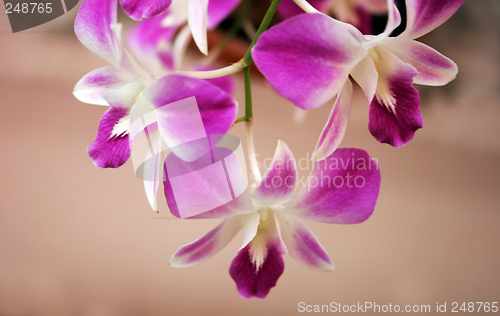 Image of Thai orchids