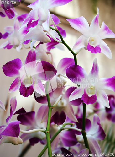 Image of Thai orchids