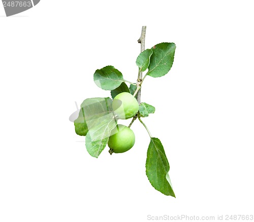 Image of Branch apple tree with two apples on white