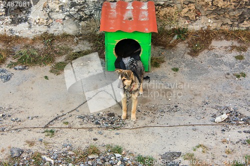 Image of dog on a chain around the booth is