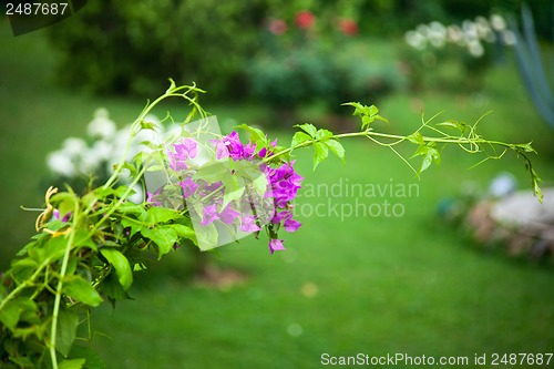 Image of blooming rose bush in the garden