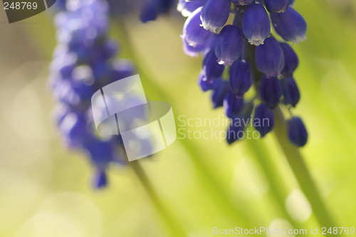 Image of Scilla