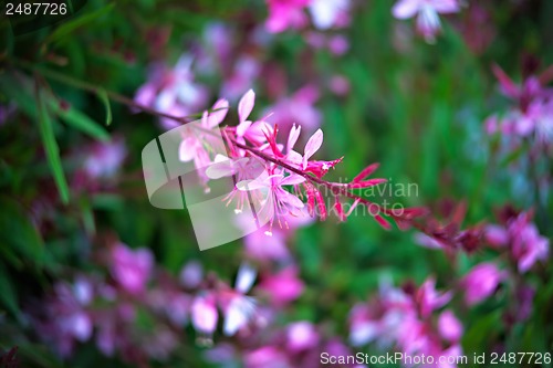 Image of blooming lilac bush in the garden