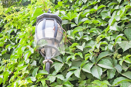 Image of View of a green street lamp and a green leaf