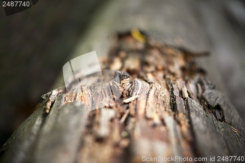 Image of bough on a log. selective sharpening