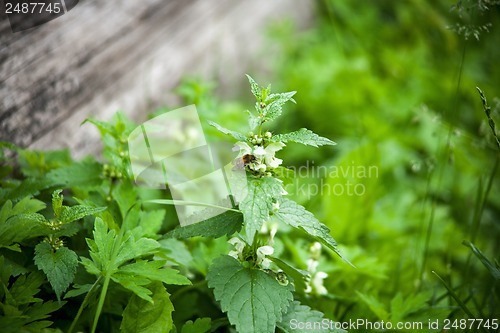 Image of green nettle flowering