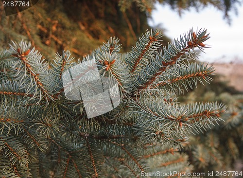 Image of fir branch at sunset