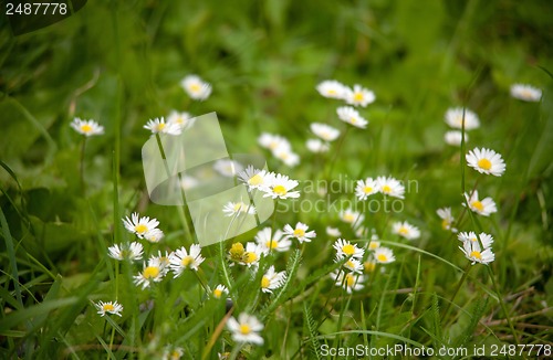 Image of Chamomile on a meadow