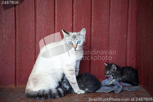 Image of Cat and kittens