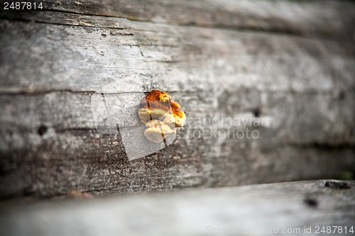 Image of Fungus on a tree. selective sharpening