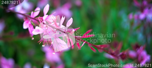 Image of lilac flowers close-up