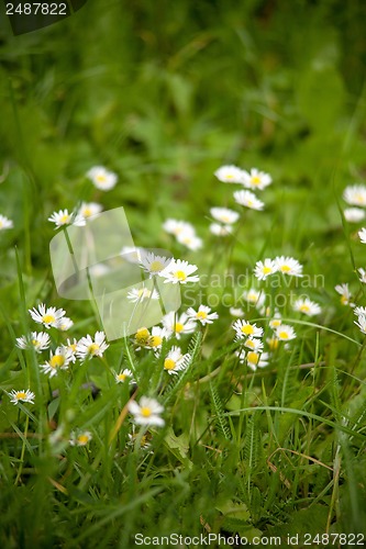 Image of Chamomile on a meadow