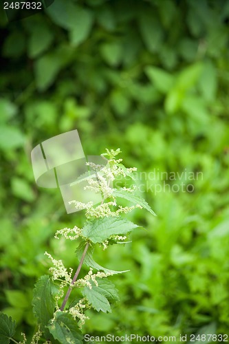 Image of green nettle flowering