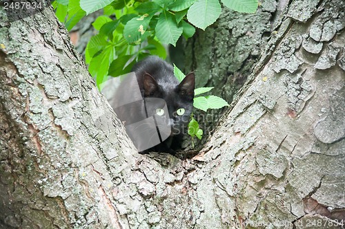 Image of a black cat in a tree