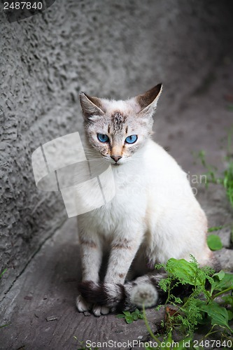 Image of cat with blue eyes