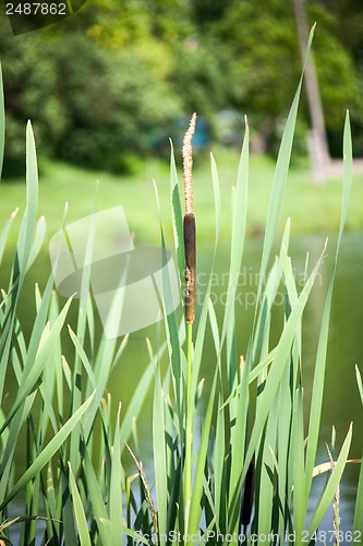 Image of Close up view of a typha plant next to a river