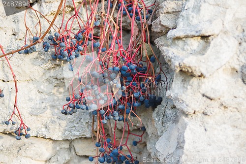 Image of wild vines against the wall