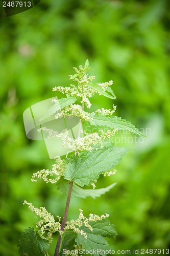 Image of green nettle flowering