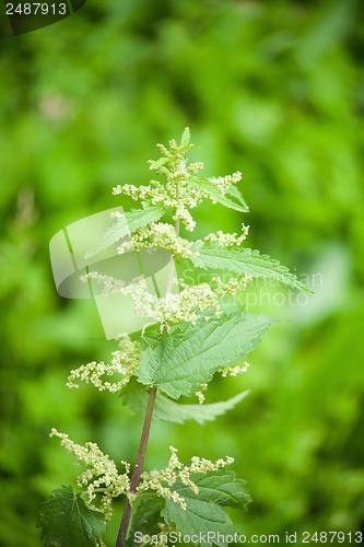 Image of green nettle flowering