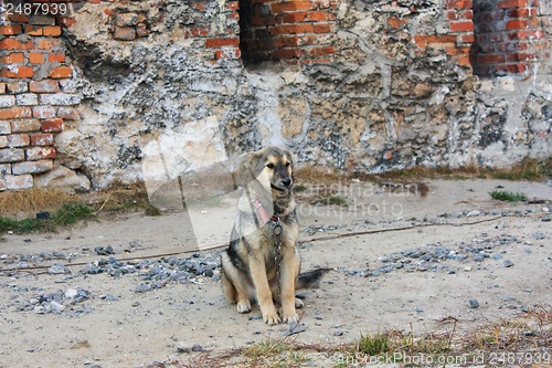 Image of dog tied to a chain