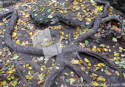 Image of Roots and Fallen Leaves