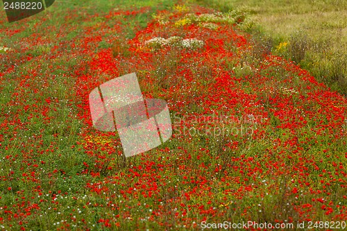 Image of beautiful poppy field in red and green landscape 
