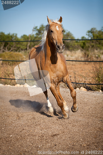 Image of beautiful blond cruzado horse outside horse ranch field