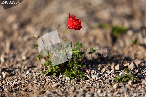 Image of beautiful poppy field in red and green landscape 