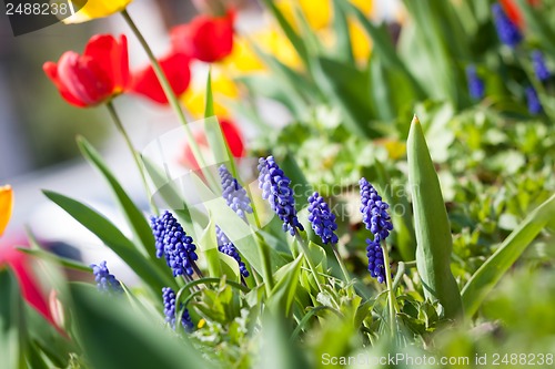 Image of beautiful colorful yellow red tulips flowers 