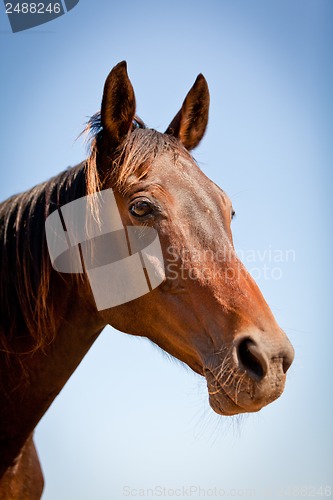 Image of beautiful blond cruzado horse outside horse ranch field