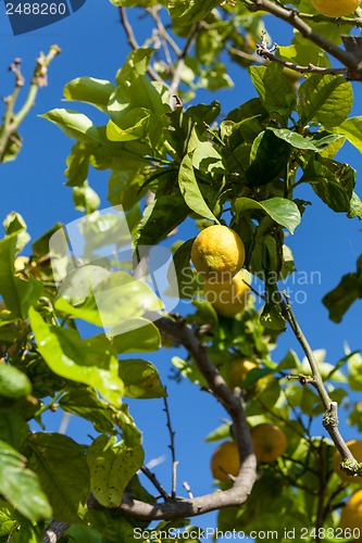 Image of fresh lemons on lemon tree blue sky nature summer