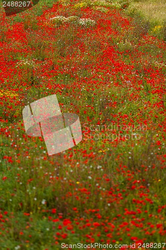 Image of beautiful poppy field in red and green landscape 