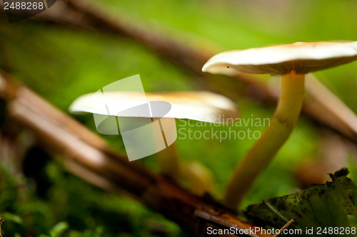 Image of brown mushroom autumn outdoor macro closeup 