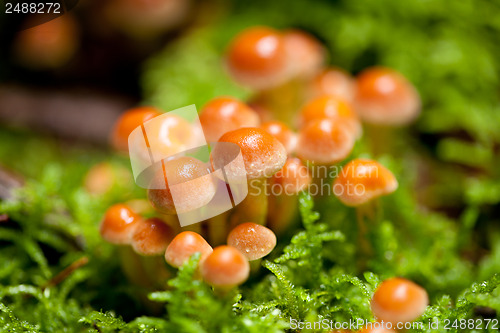 Image of group of brown mushrooms in forest autumn outdoor 