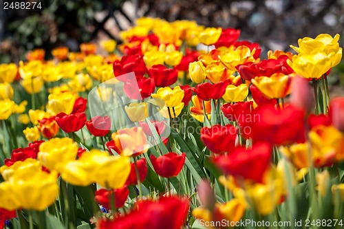 Image of beautiful colorful yellow red tulips flowers 