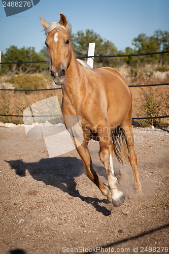 Image of beautiful blond cruzado horse outside horse ranch field