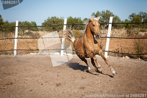Image of beautiful blond cruzado horse outside horse ranch field