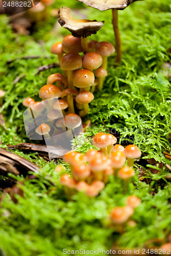 Image of group of brown mushrooms in forest autumn outdoor 