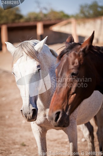 Image of beautiful blond cruzado horse outside horse ranch field