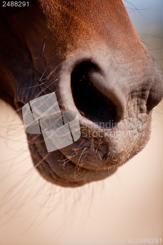 Image of beautiful blond cruzado horse outside horse ranch field