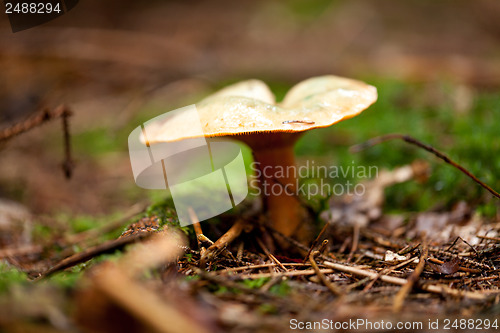 Image of brown mushroom autumn outdoor macro closeup 