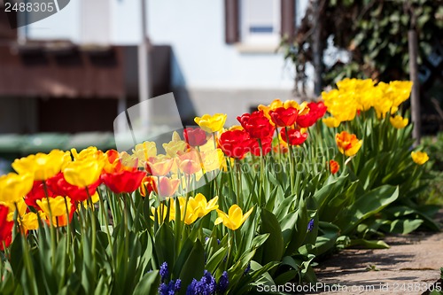 Image of beautiful colorful yellow red tulips flowers 