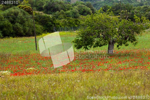 Image of beautiful poppy field in red and green landscape 