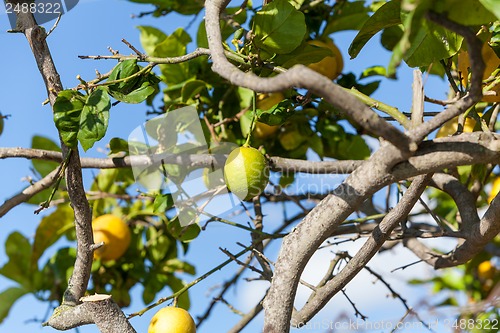Image of fresh lemons on lemon tree blue sky nature summer