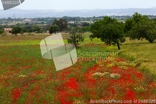 Image of beautiful poppy field in red and green landscape 