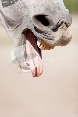 Image of beautiful pura raza espanola pre andalusian horse