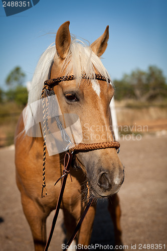 Image of beautiful blond cruzado horse outside horse ranch field