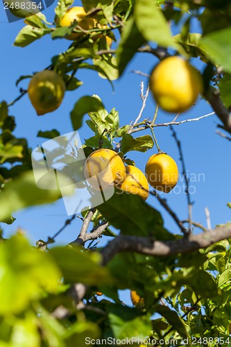 Image of fresh lemons on lemon tree blue sky nature summer