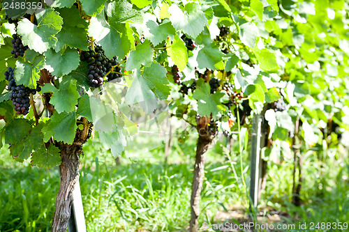 Image of green and red grapevine outdoor in autumn summer 