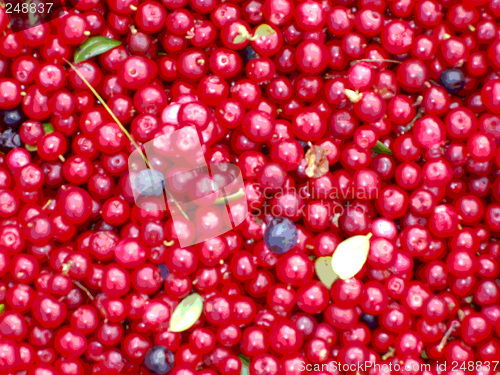 Image of Red gold